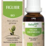 Herbalgem bio figuier - 30ml